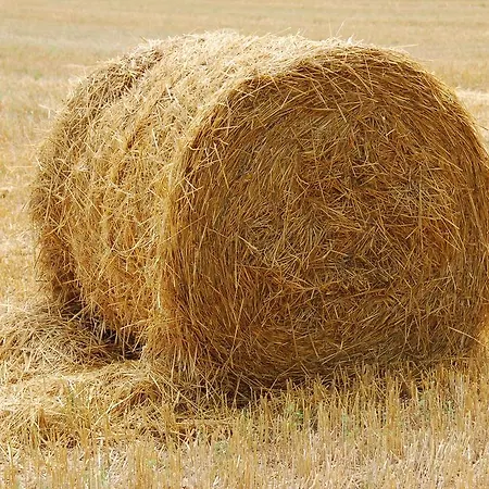 Lion D'or לינה וארוחת בוקר סן-אנטונין